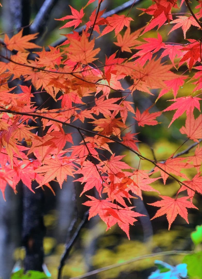 TAMRON 18-300mm F/3.5-6.3 フジXマウント