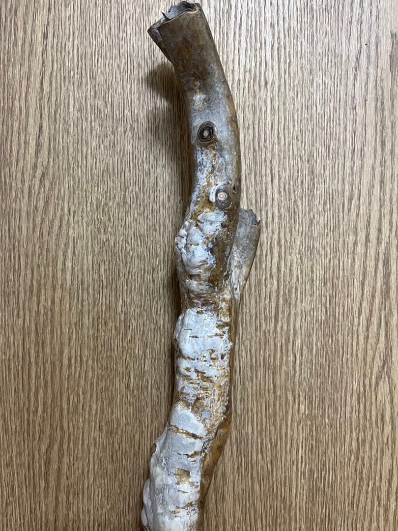 希少品！レインボーコーラル 深海松 シンカイマツ 全長約86cm！