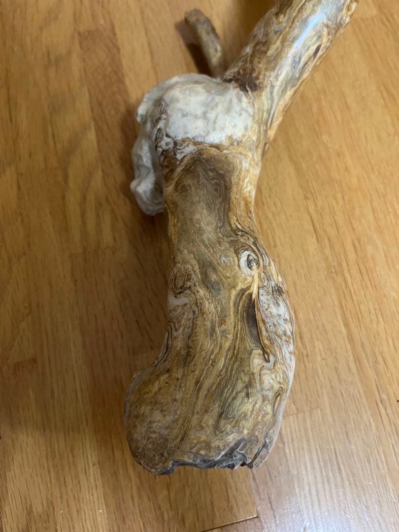 希少品！レインボーコーラル 深海松 シンカイマツ 全長約86cm！