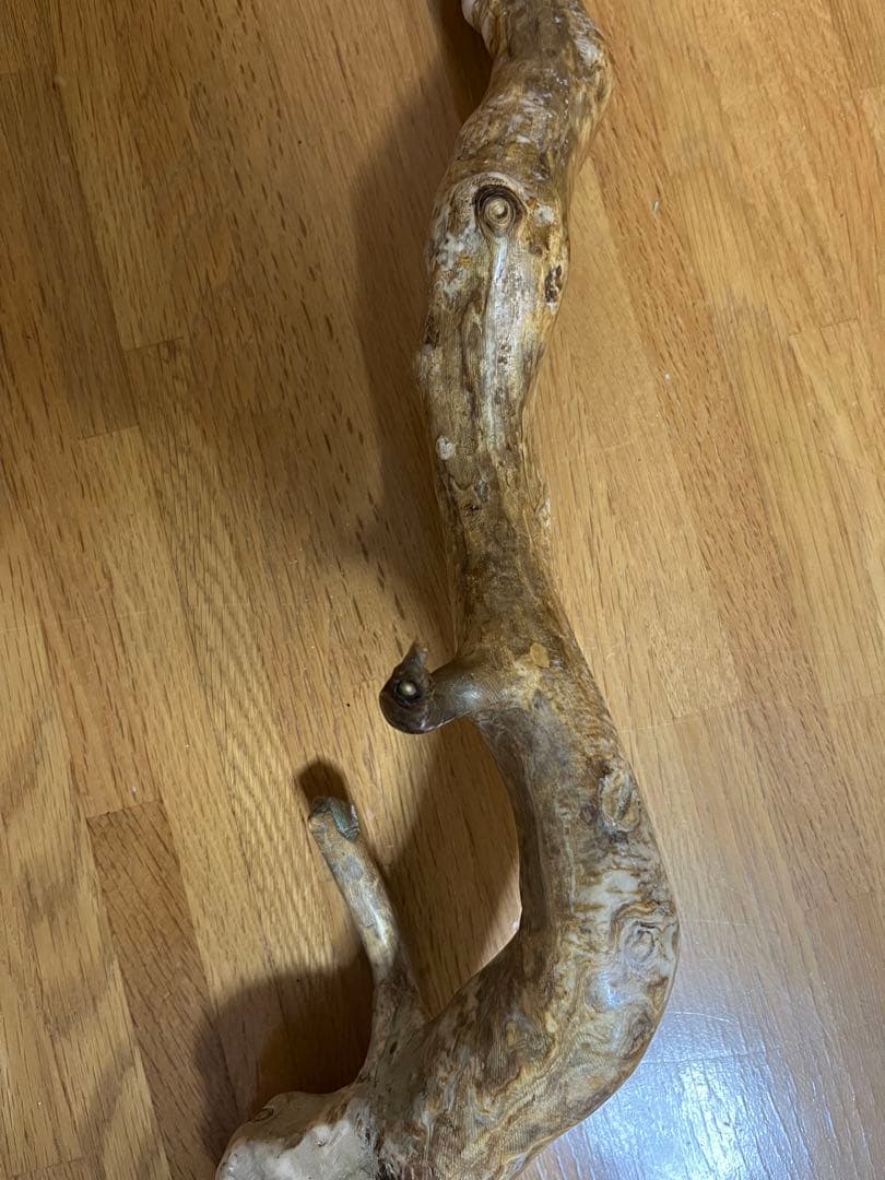 希少品！レインボーコーラル 深海松 シンカイマツ 全長約86cm！