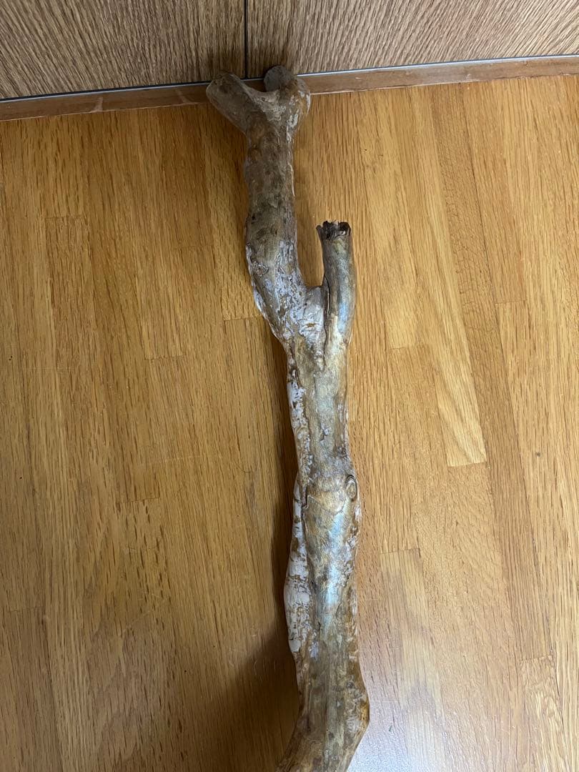 希少品！レインボーコーラル 深海松 シンカイマツ 全長約86cm！