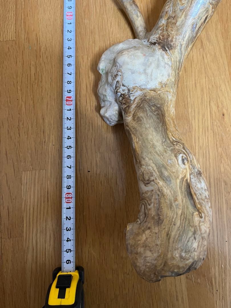 希少品！レインボーコーラル 深海松 シンカイマツ 全長約86cm！