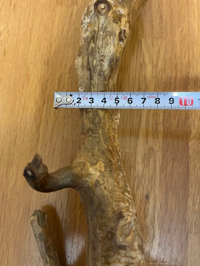 希少品！レインボーコーラル 深海松 シンカイマツ 全長約86cm！