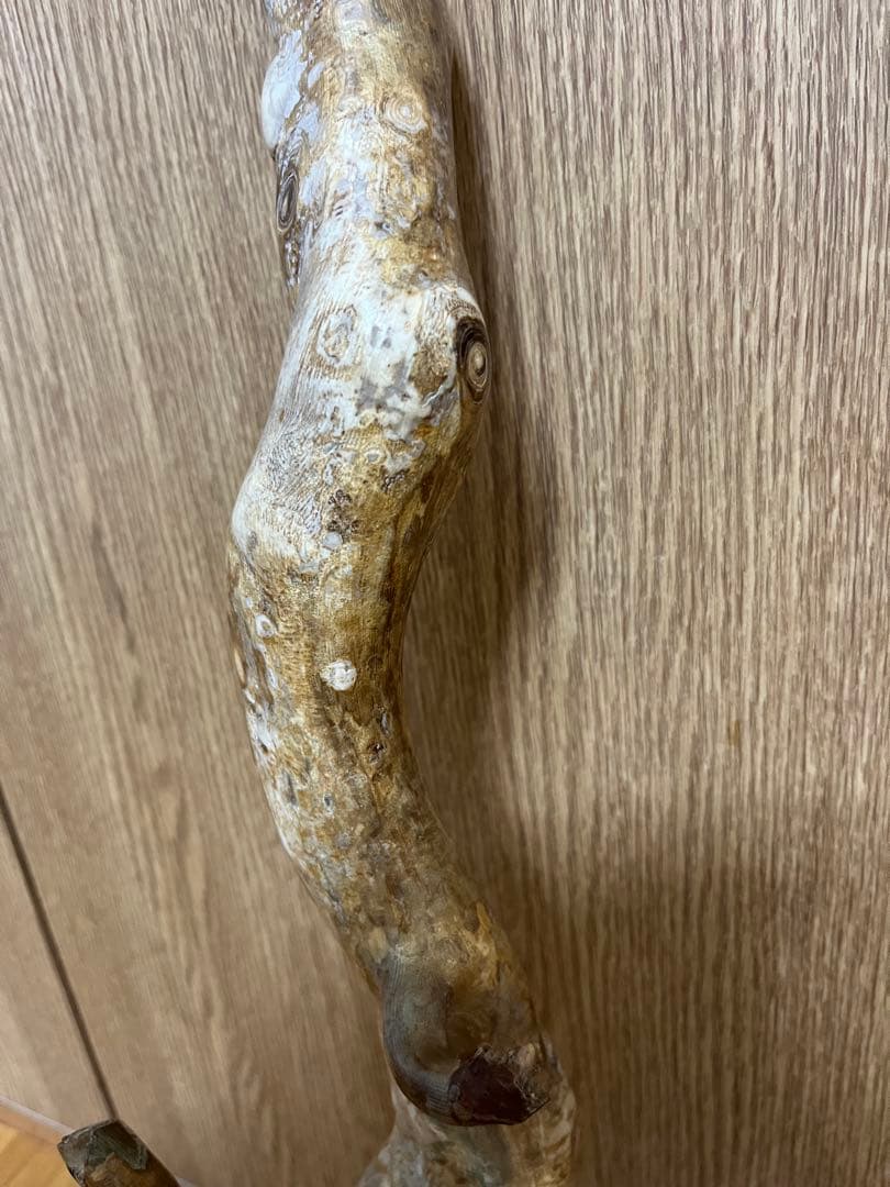 希少品！レインボーコーラル 深海松 シンカイマツ 全長約86cm！