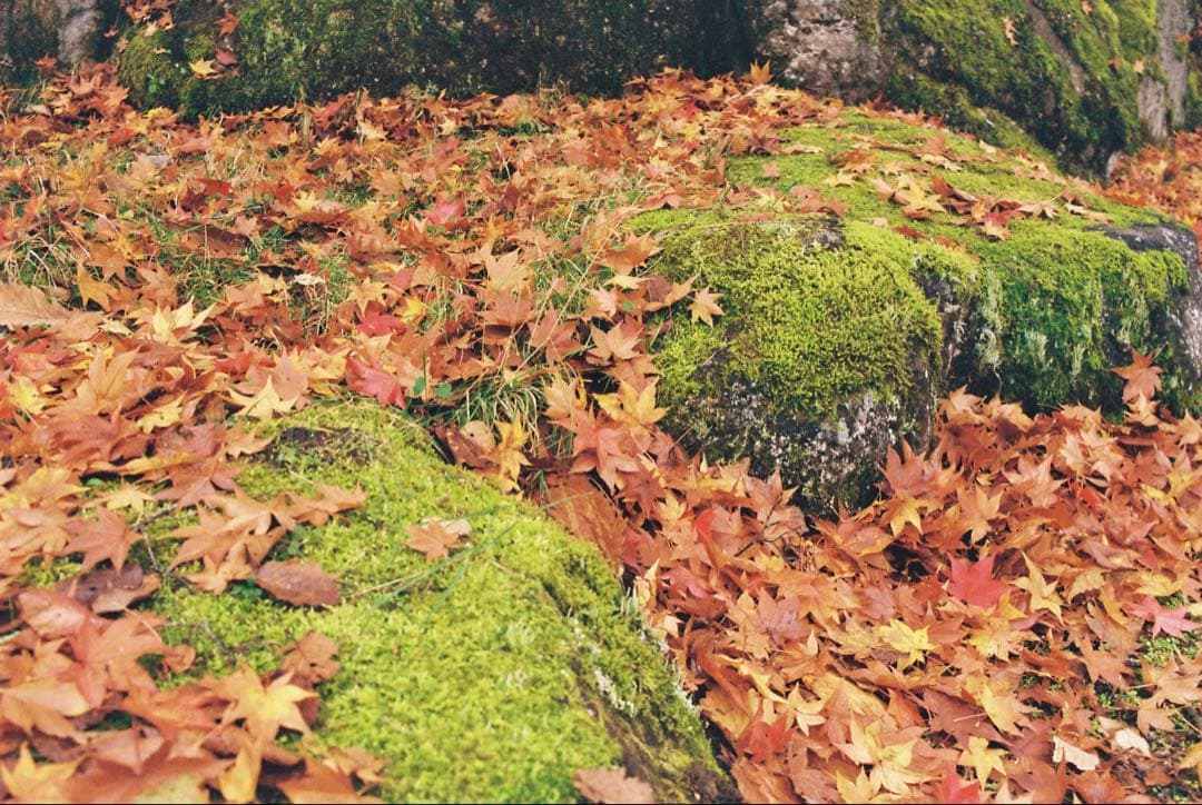 OLYMPUS OM-1+35mm-70mm +バッグ(試し撮りサンプルあり)