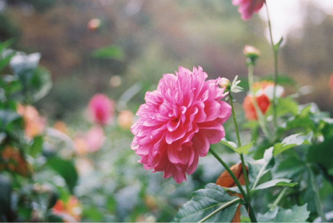 OLYMPUS OM-1+35mm-70mm +バッグ(試し撮りサンプルあり)