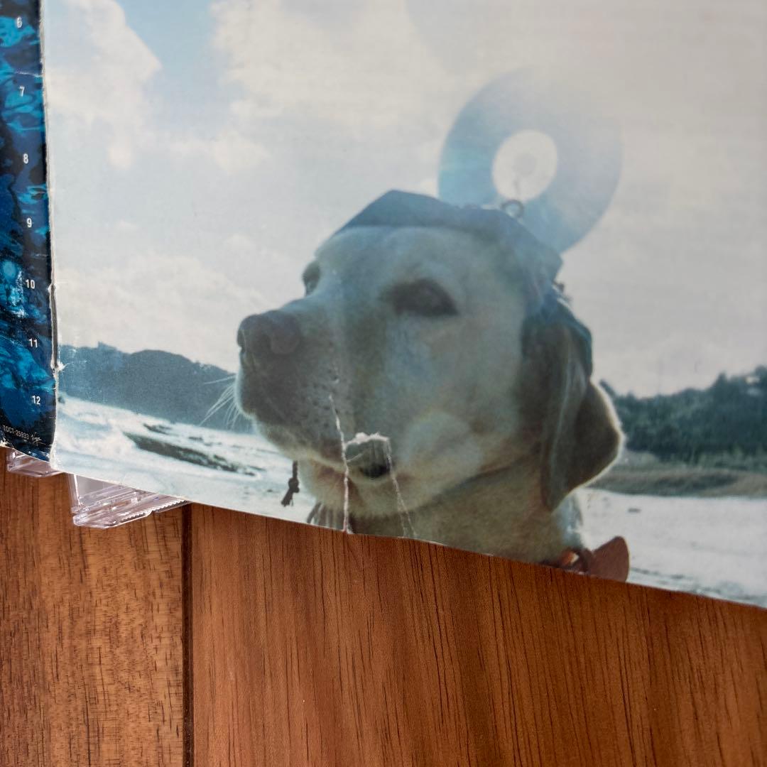 あにゅー　radwimps CD アルバム　野田洋次郎　ラッドウィンプス