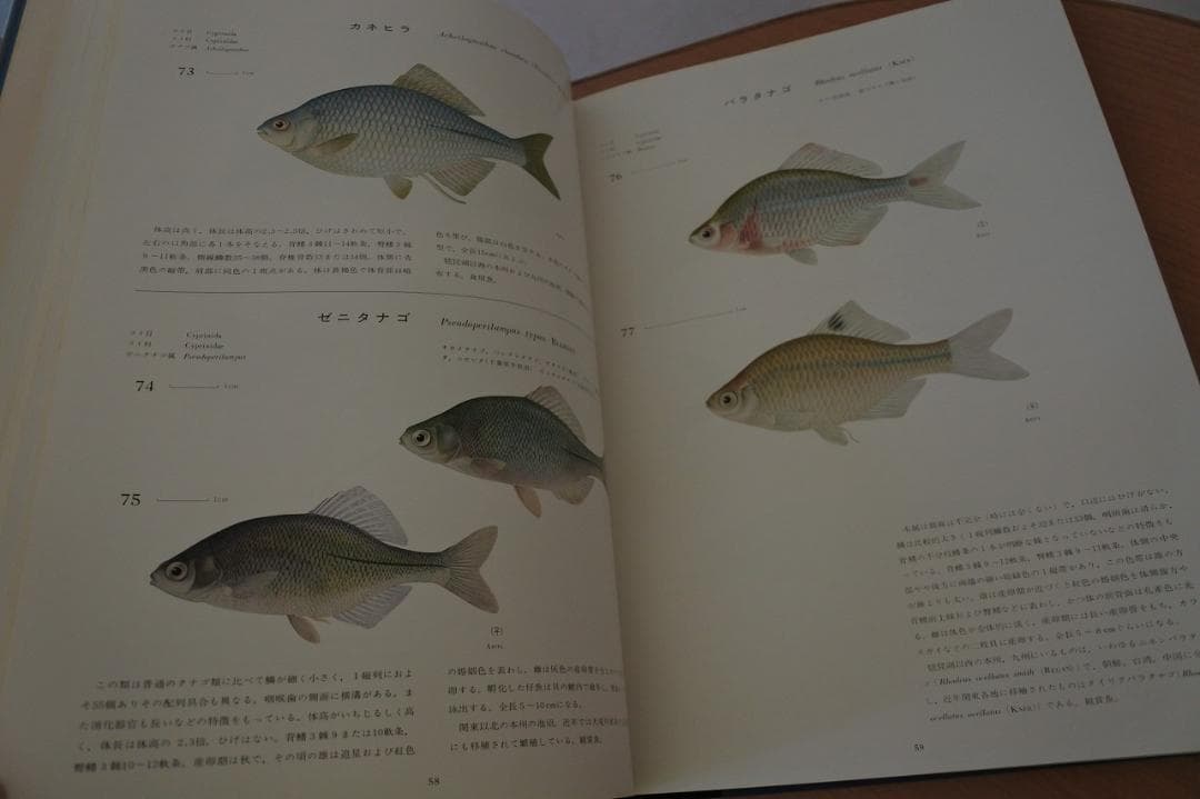 日本産魚類大図鑑　檜山義夫　安田富士郎　著　昭和46年初版