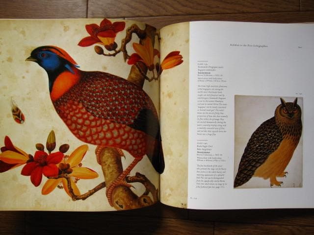 Birds : The Art of Ornithology　絶滅鳥