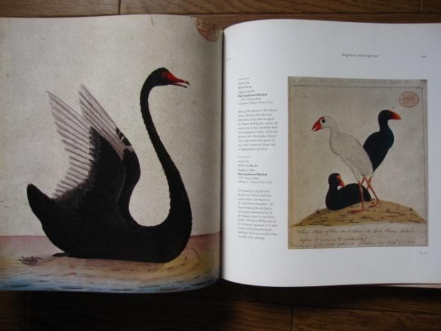 Birds : The Art of Ornithology　絶滅鳥