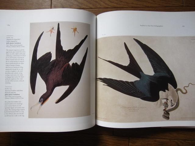 Birds : The Art of Ornithology　絶滅鳥