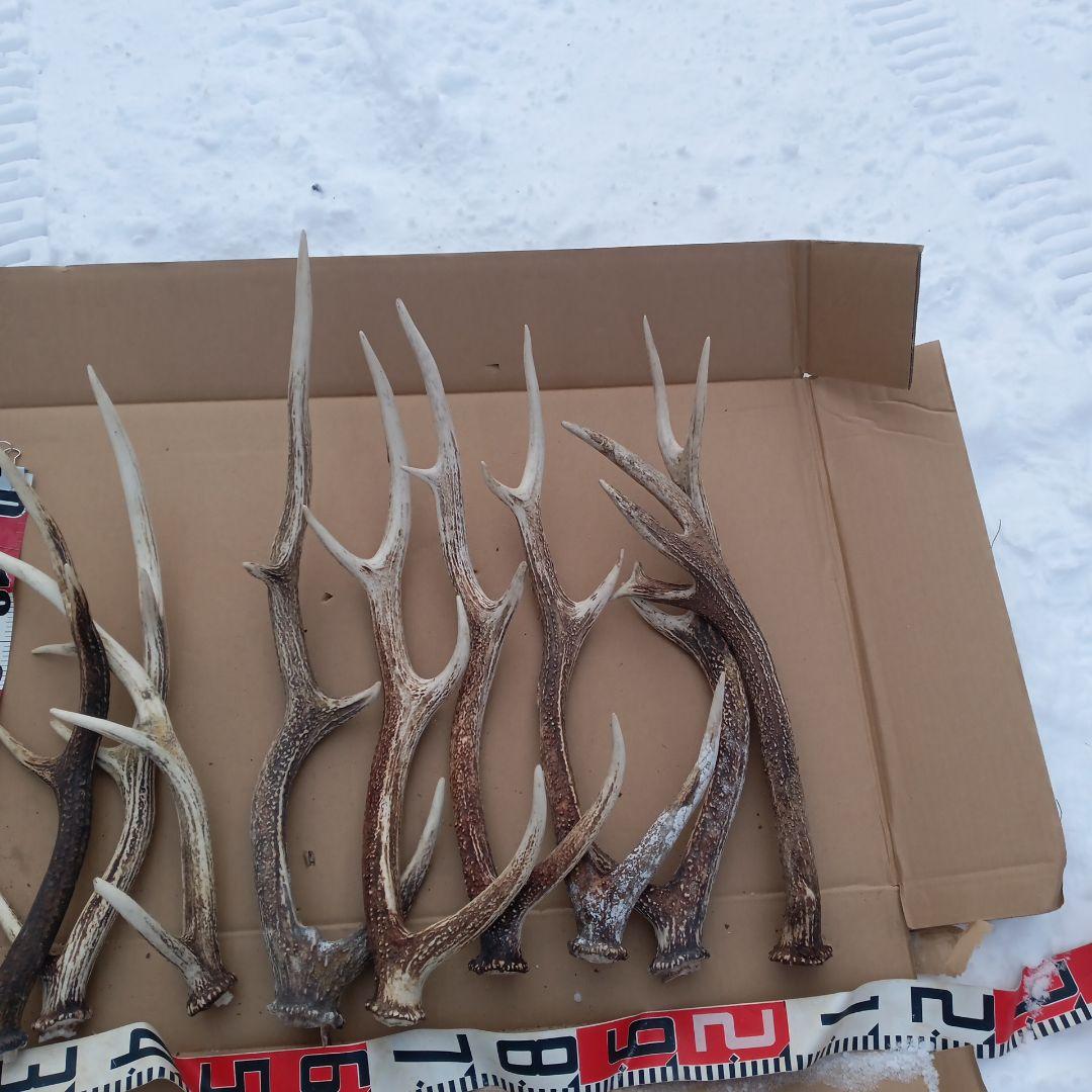 ク*ト様 鹿の角 大型　犬のおもちゃ、工芸品などにどうぞ　26番