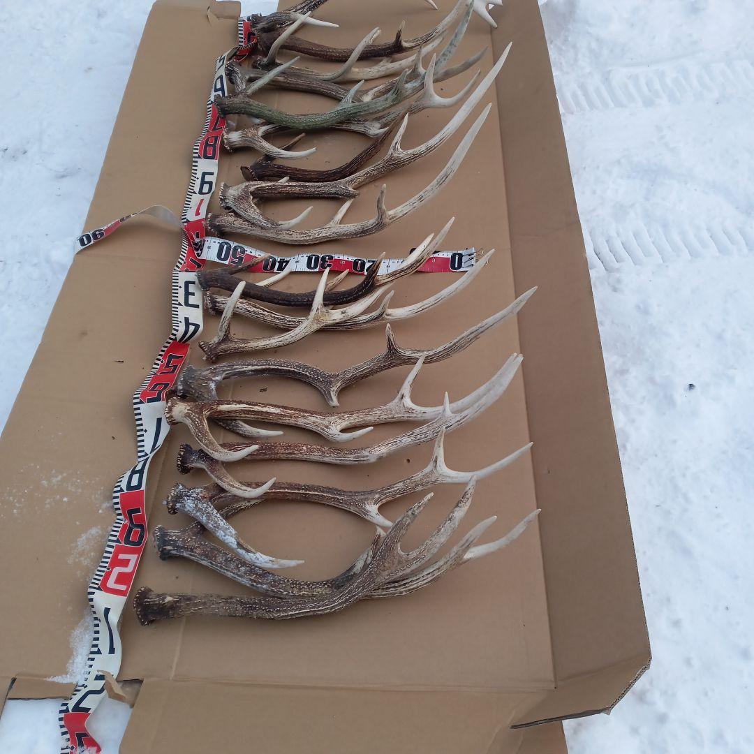 ク*ト様 鹿の角 大型　犬のおもちゃ、工芸品などにどうぞ　26番