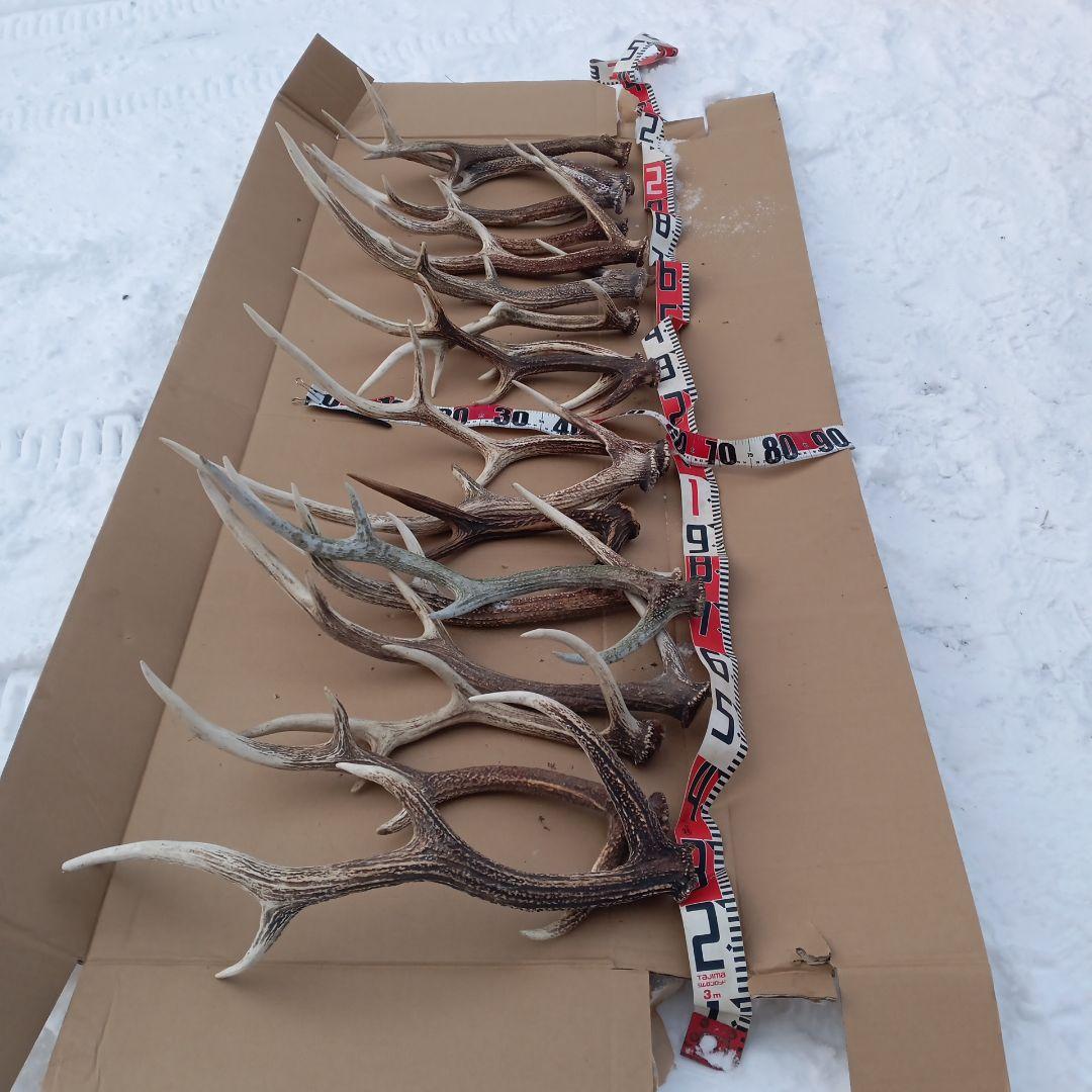 ク*ト様 鹿の角 大型　犬のおもちゃ、工芸品などにどうぞ　26番