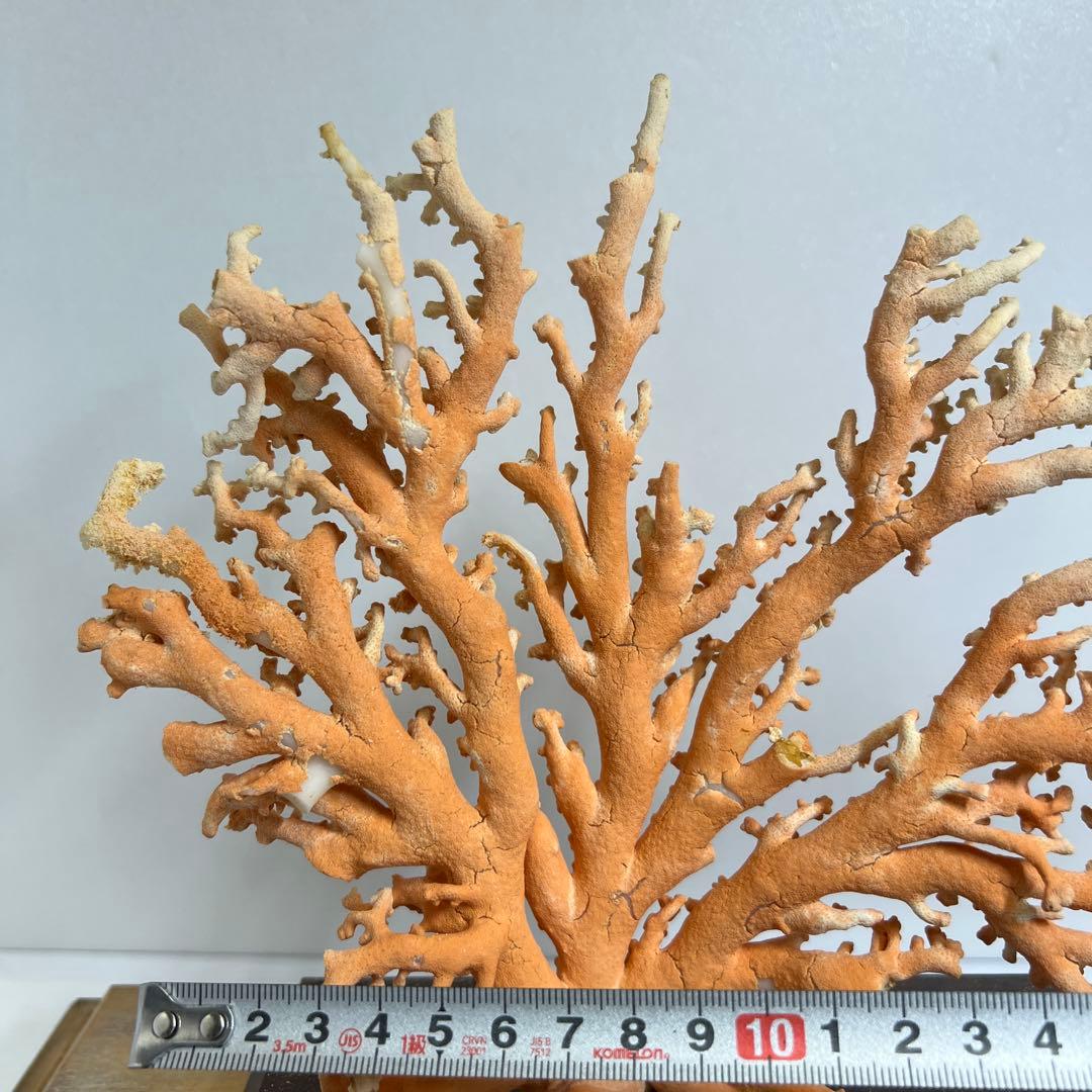 本珊瑚原木置物　ケース付　東Y8-0128②タカオ