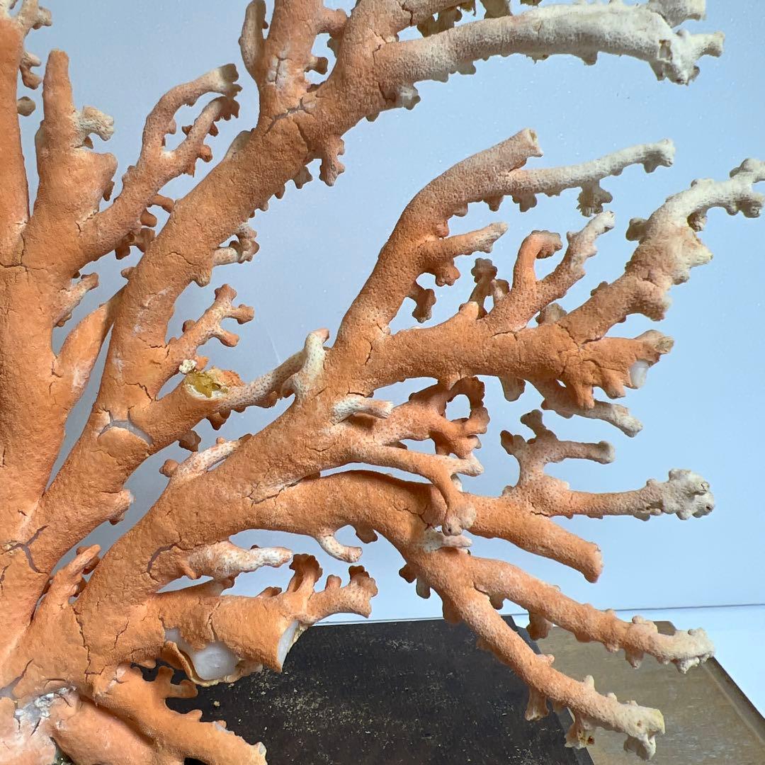 本珊瑚原木置物　ケース付　東Y8-0128②タカオ