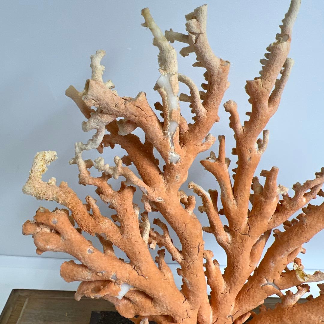 本珊瑚原木置物　ケース付　東Y8-0128②タカオ