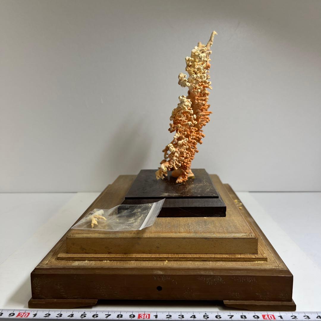 本珊瑚原木置物　ケース付　東Y8-0128②タカオ