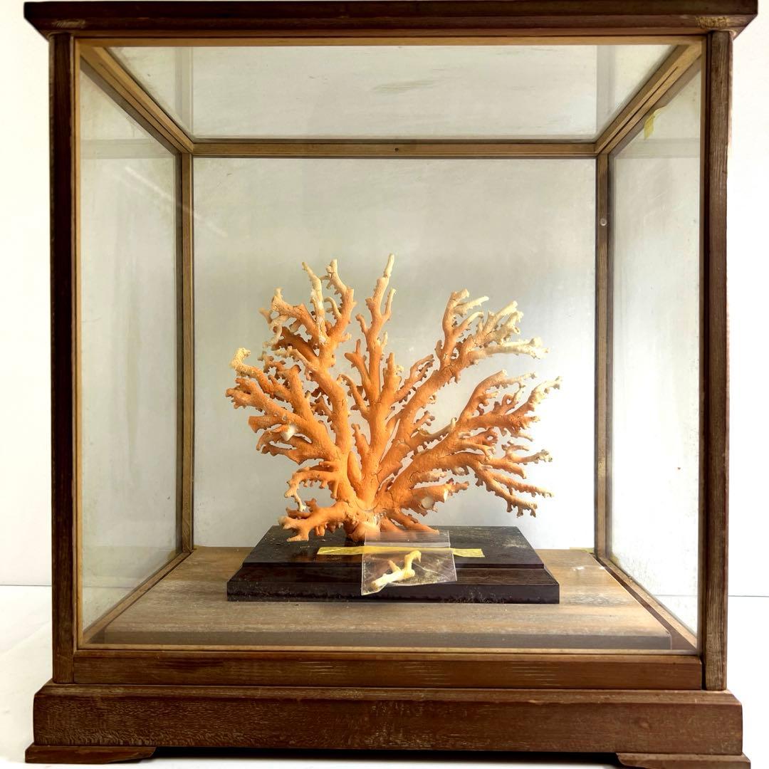 本珊瑚原木置物　ケース付　東Y8-0128②タカオ