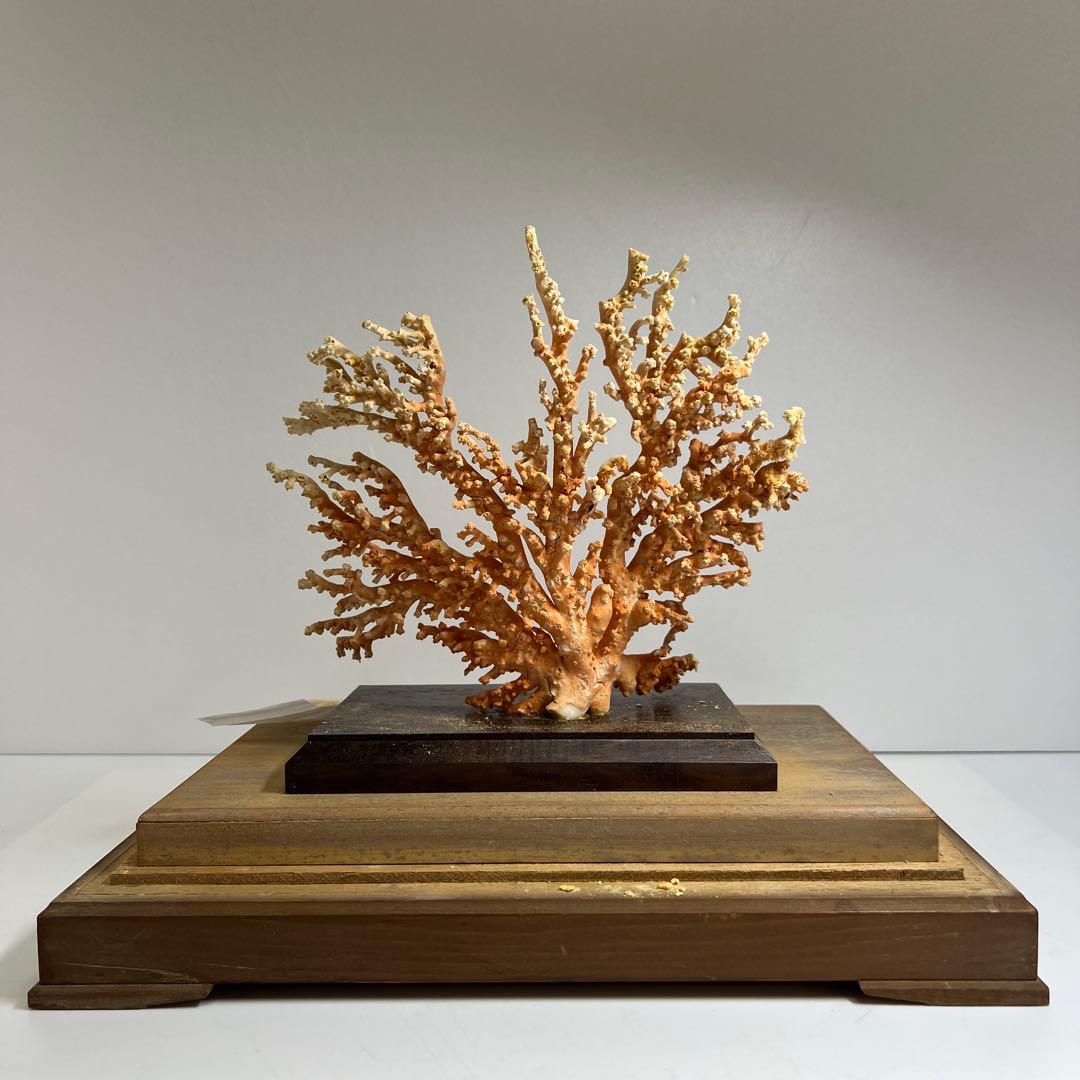 本珊瑚原木置物　ケース付　東Y8-0128②タカオ