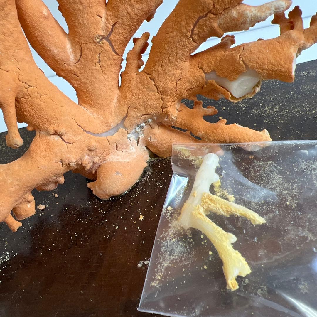 本珊瑚原木置物　ケース付　東Y8-0128②タカオ