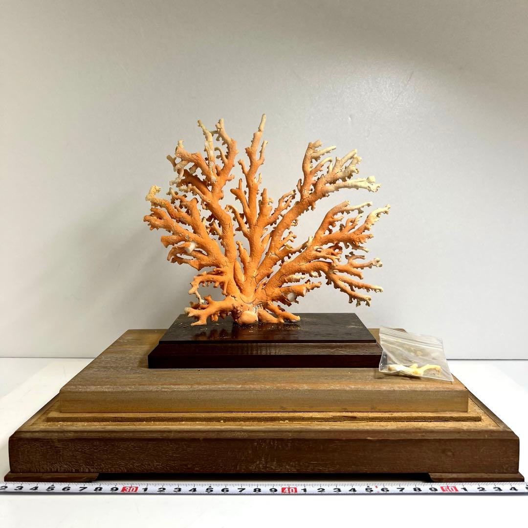 本珊瑚原木置物　ケース付　東Y8-0128②タカオ