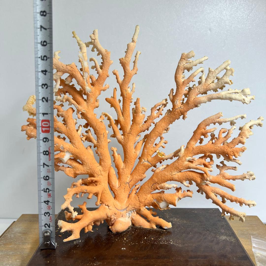 本珊瑚原木置物　ケース付　東Y8-0128②タカオ