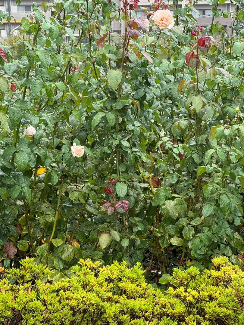 るるたん　スーパースチームコンベクションオープン