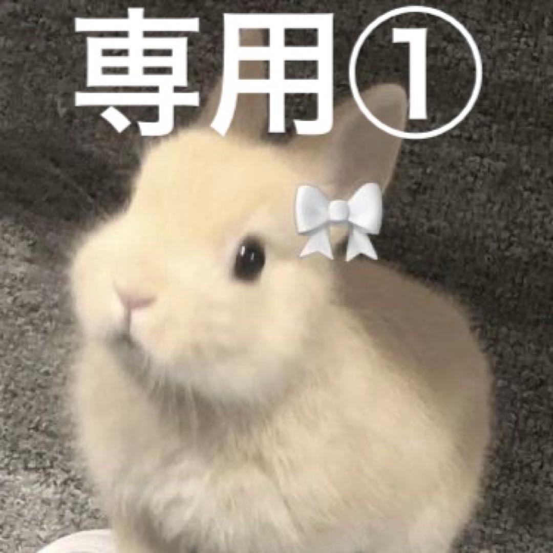 うさぎページ①