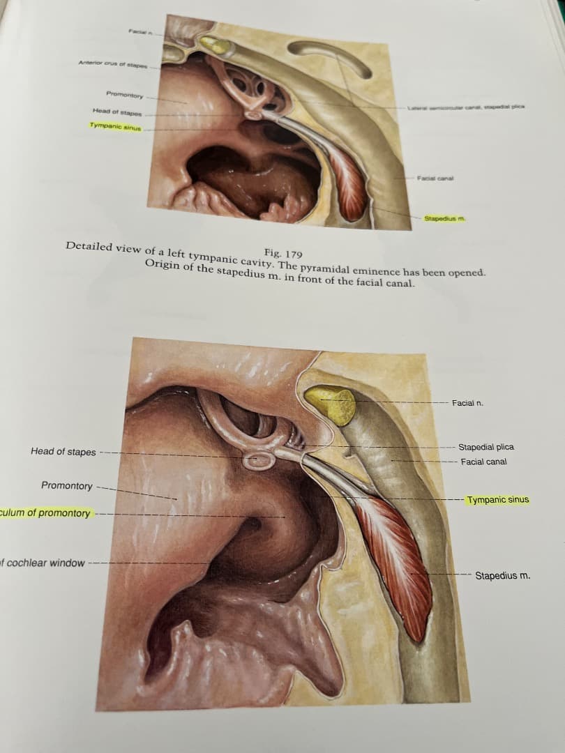 健康・医学 Pernkopf Anatomy volume I Head and Neck