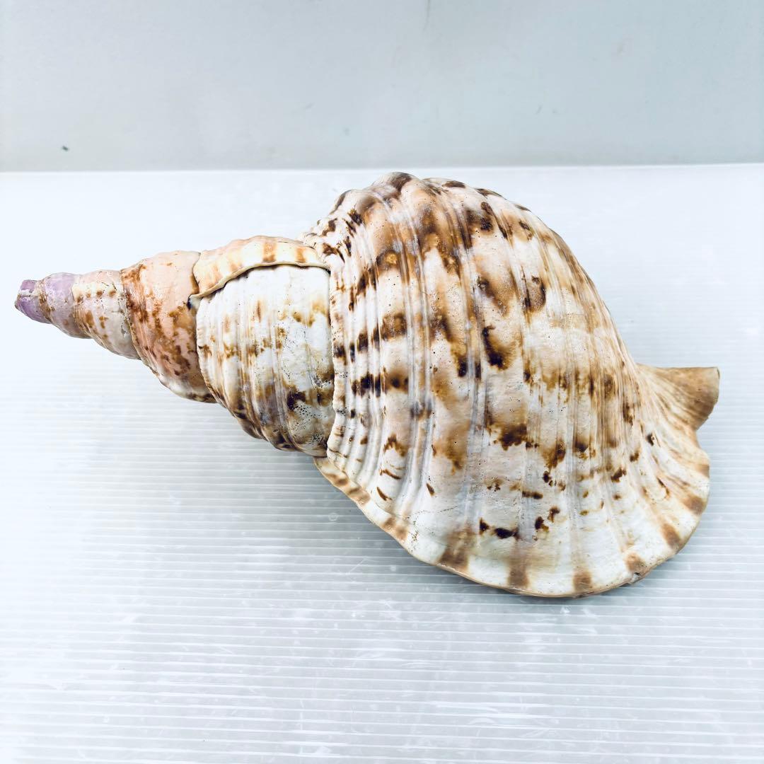 法螺貝　ホラ貝　約32cm 山伏　笛　 ほら貝　 修験道　 和楽器