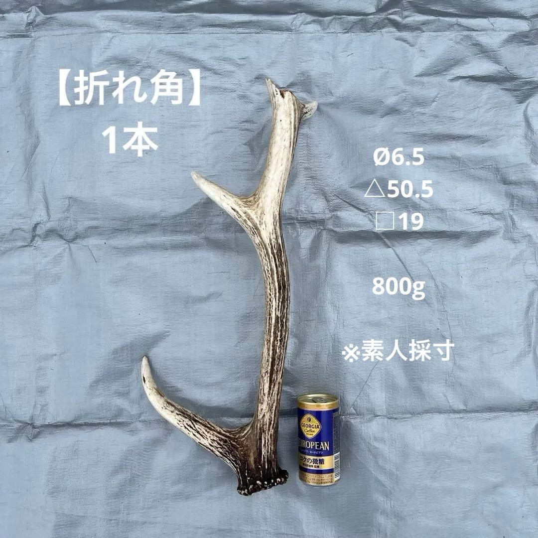 【天然物】※お値下げ済 鹿の角 エゾシカ⚫︎左右非対称⚫︎10本セット（約10kg）