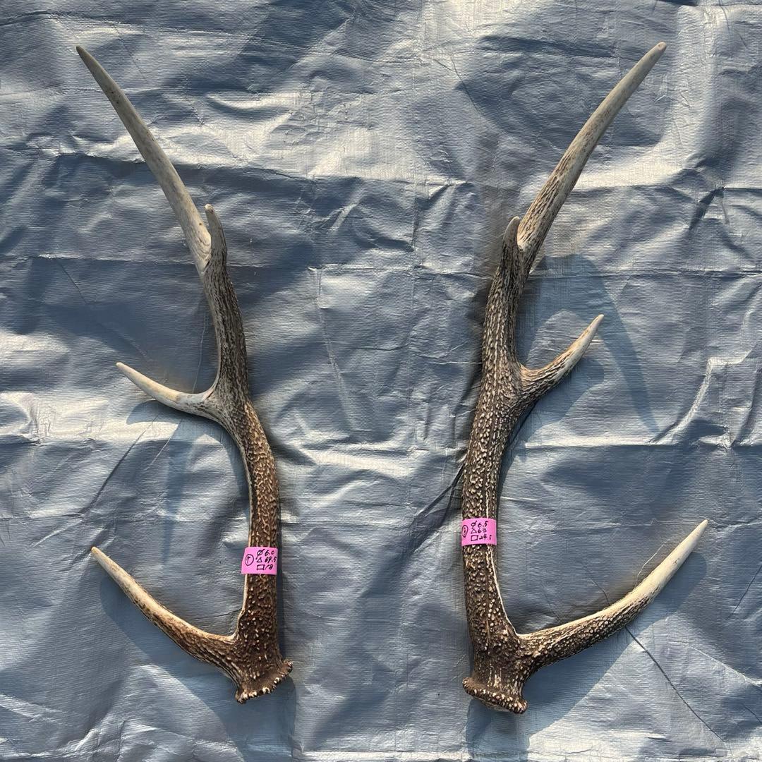【天然物】※お値下げ済 鹿の角 エゾシカ⚫︎左右非対称⚫︎10本セット（約10kg）