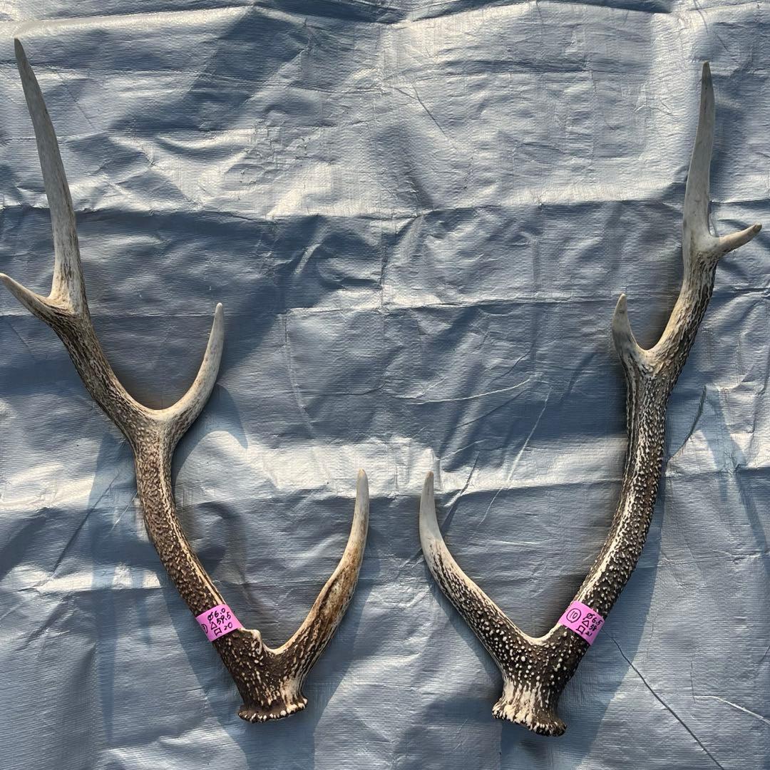 【天然物】※お値下げ済 鹿の角 エゾシカ⚫︎左右非対称⚫︎10本セット（約10kg）