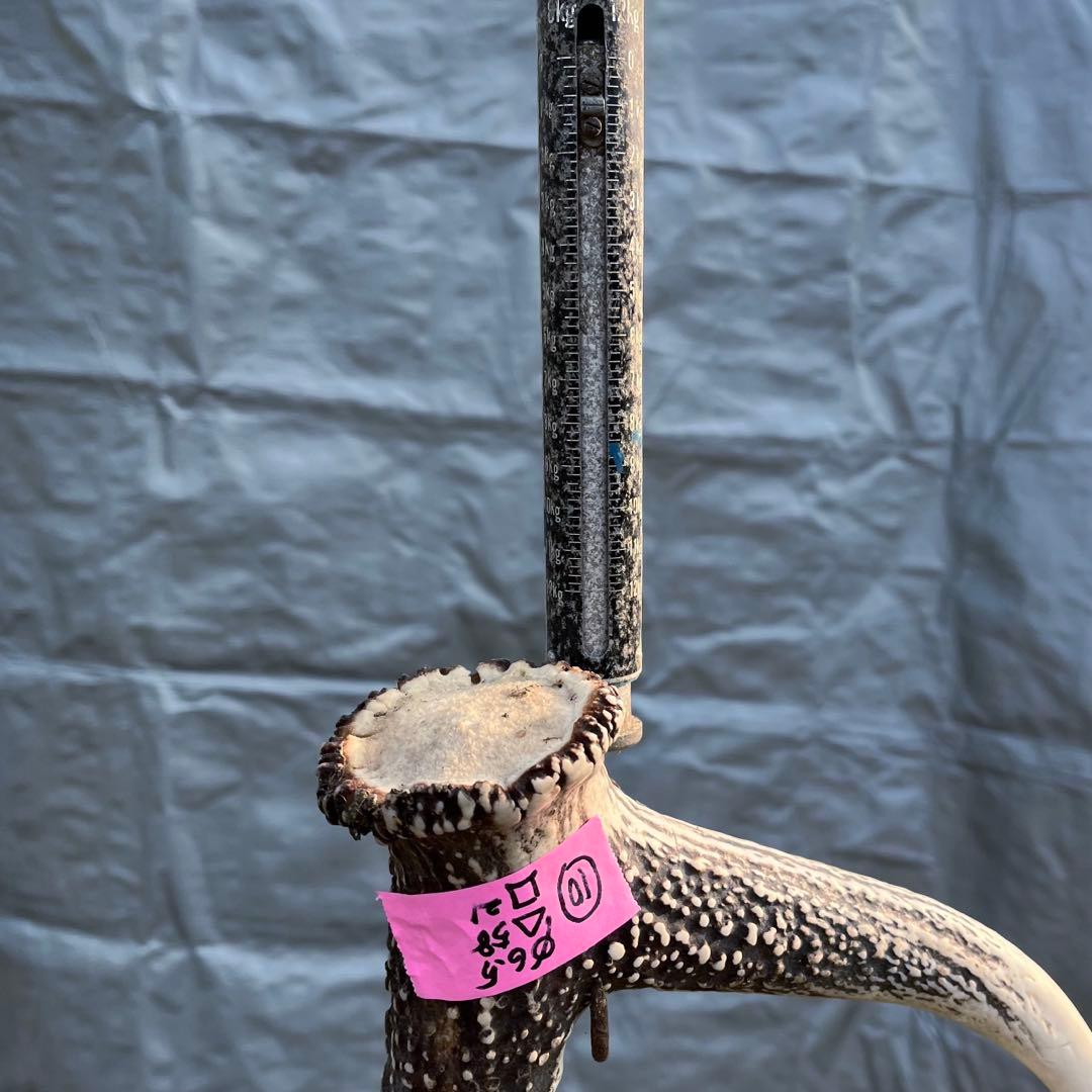 【天然物】※お値下げ済 鹿の角 エゾシカ⚫︎左右非対称⚫︎10本セット（約10kg）