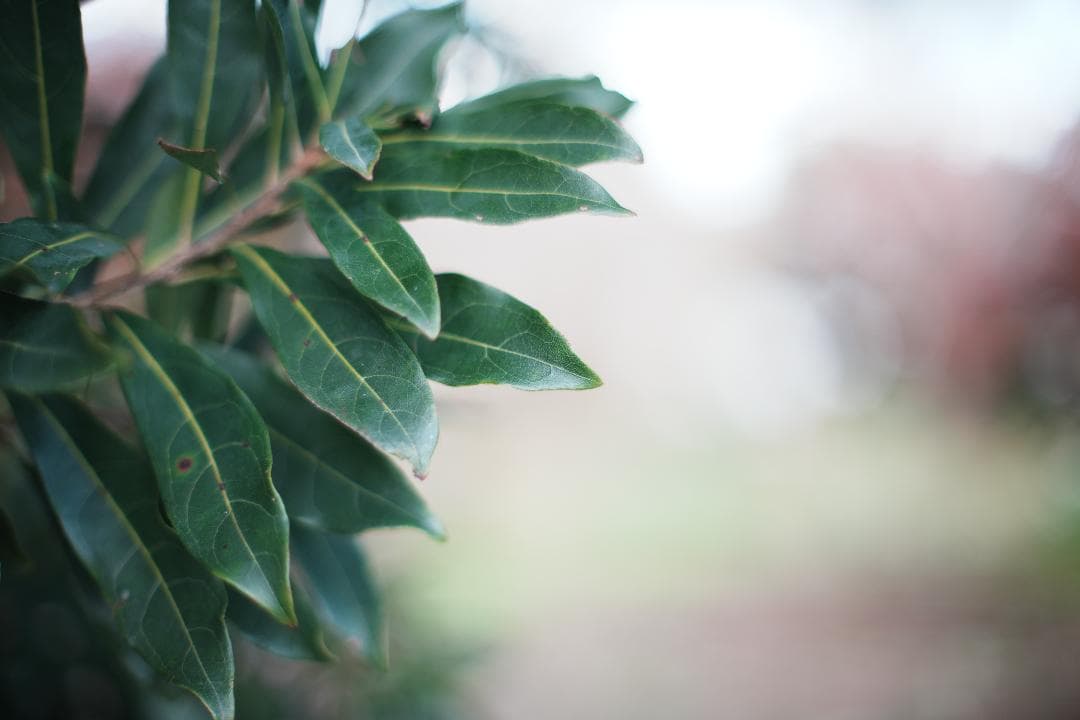 【美品】動作◎ オリンパス G.Zuiko auto 50mm F1.4 569