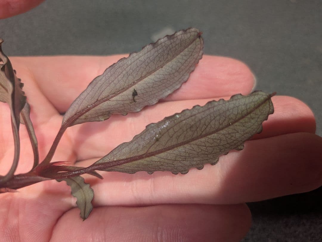 Bucephalandra Red waltz レッドワルツ メタルタグ付き