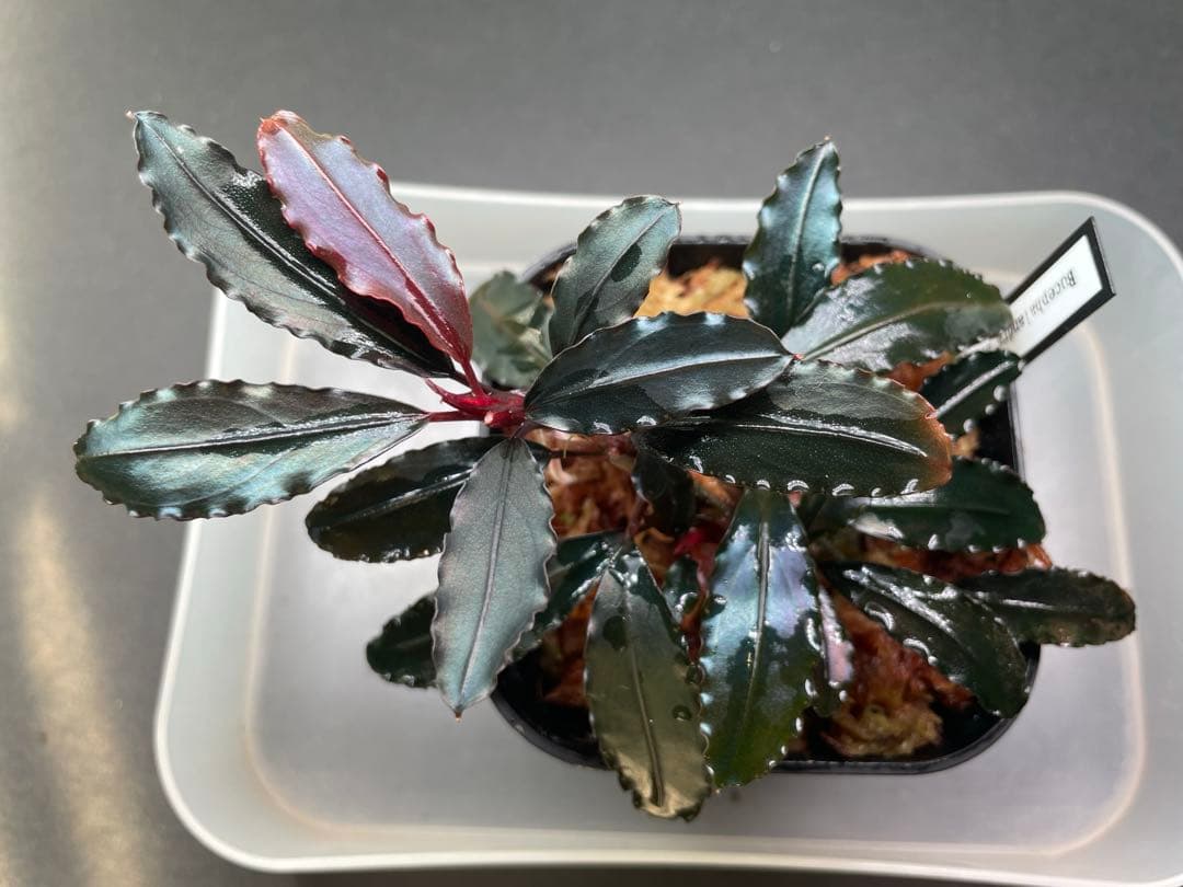 ヒ*ロ様 Bucephalandra sp Red walts