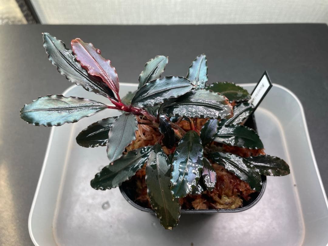 ヒ*ロ様 Bucephalandra sp Red walts