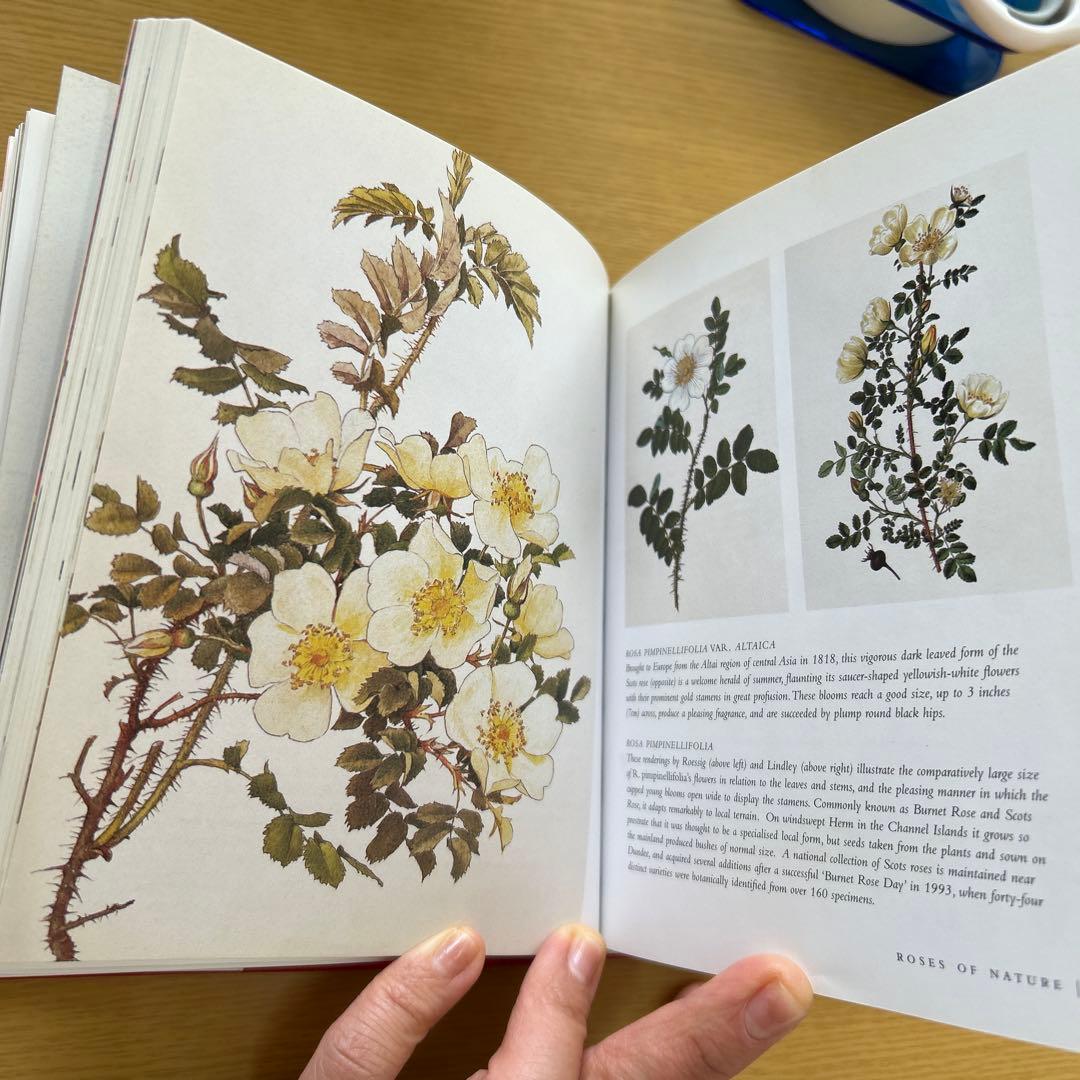 【洋書】ROSES ボタニカルアート バラ 英国王立園芸協会アーカイブ