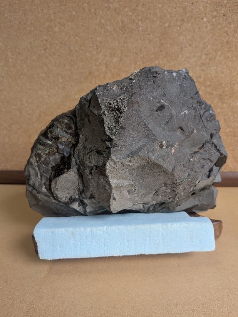 アンモナイト化石 13.0㎝(298)