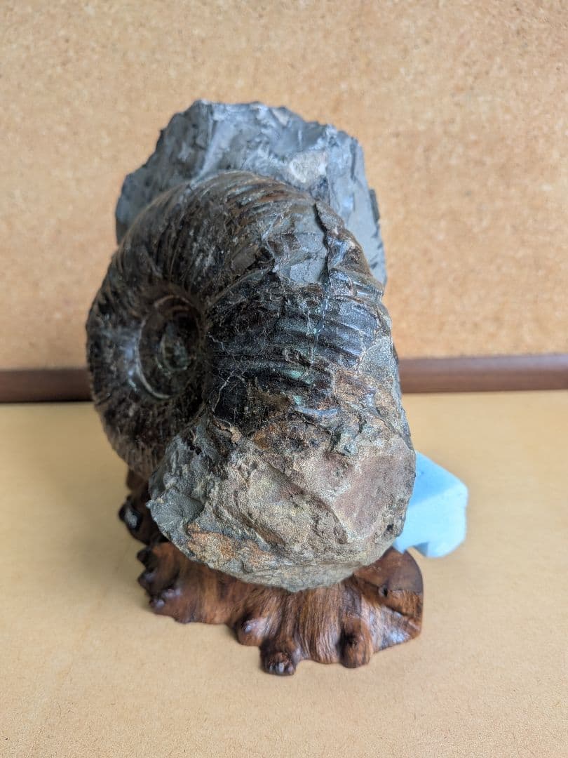 アンモナイト化石 13.0㎝(298)