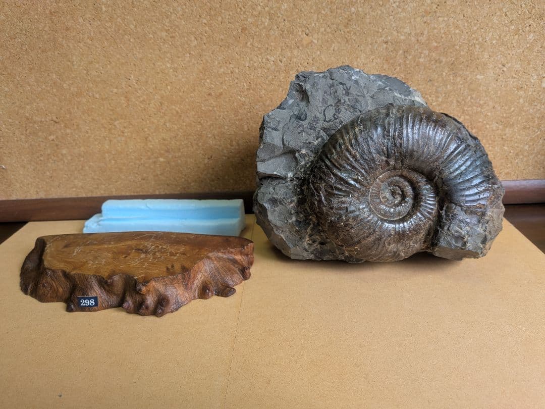 アンモナイト化石 13.0㎝(298)