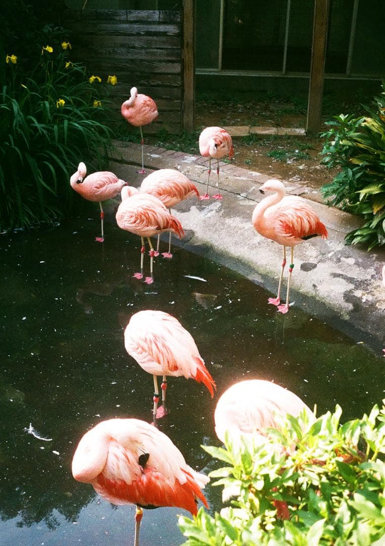 【分解整備済/完動品】Olympus Pen EE-2