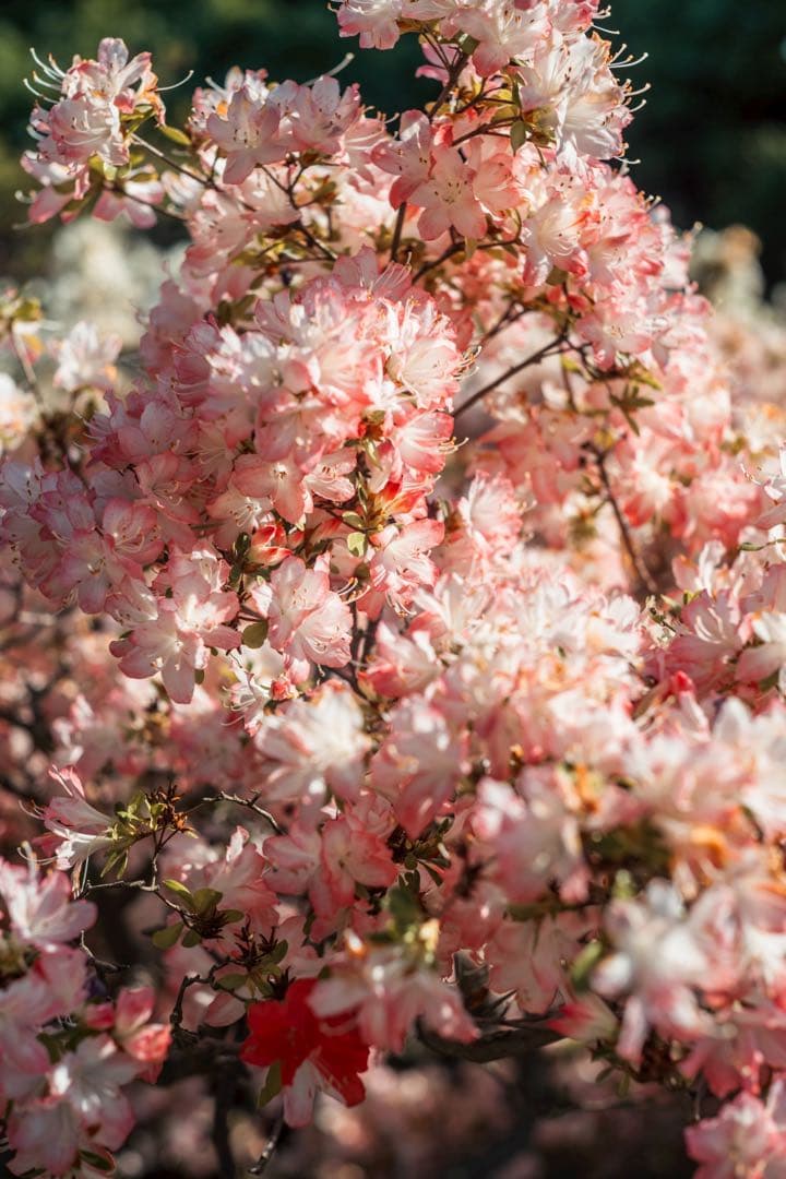 【極美品】Leica summarit 50mm f1.5 L ズマリット