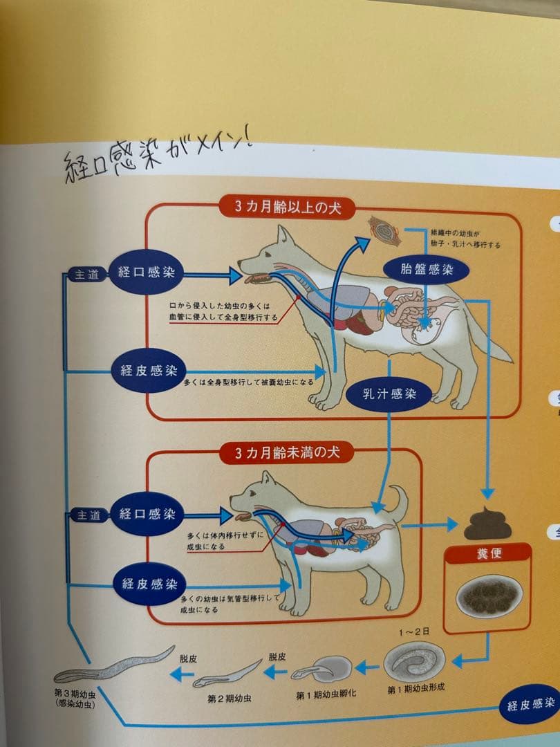 動物看護・動物関連 教科書セット（今年度版・ほぼ未使用