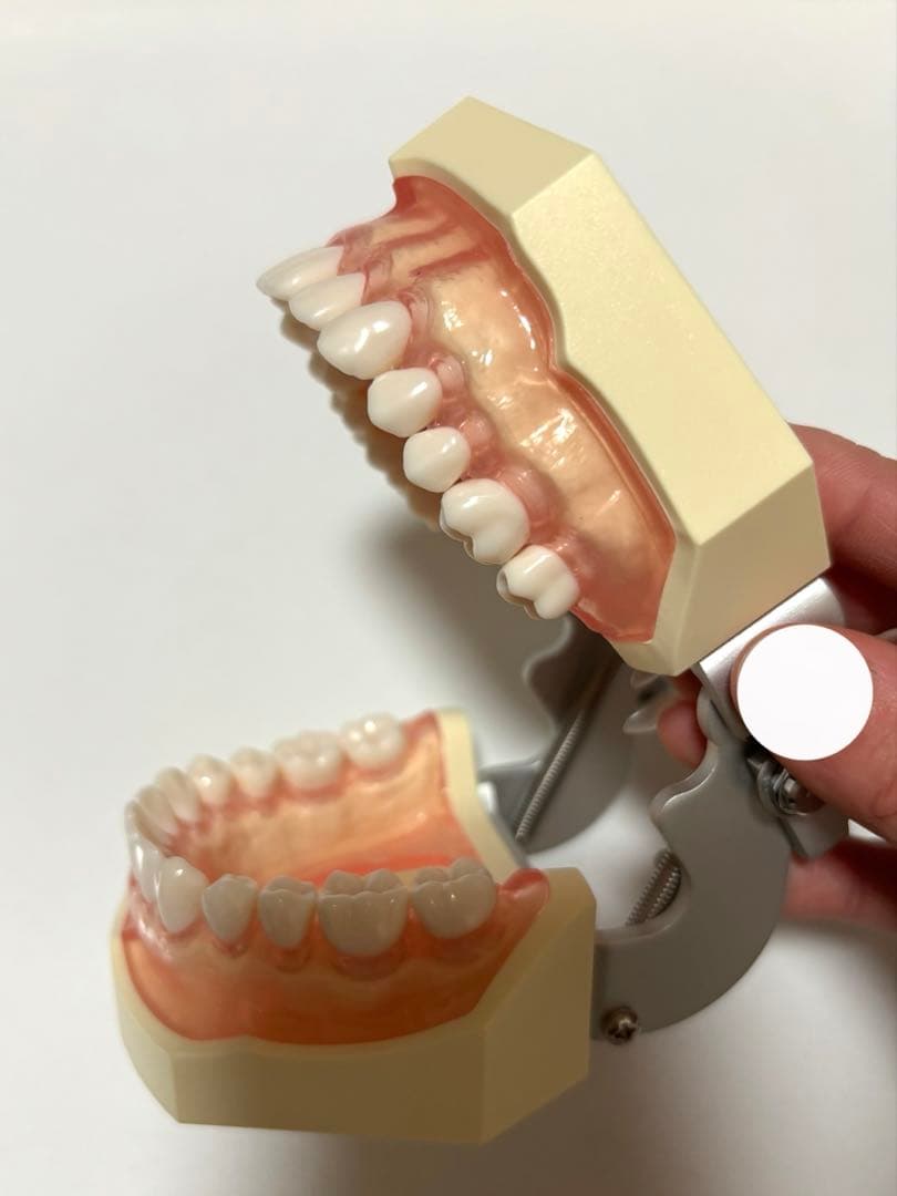 ニッシン　歯科模型　額模型　歯科衛生士　NISSIN デンタルモデル