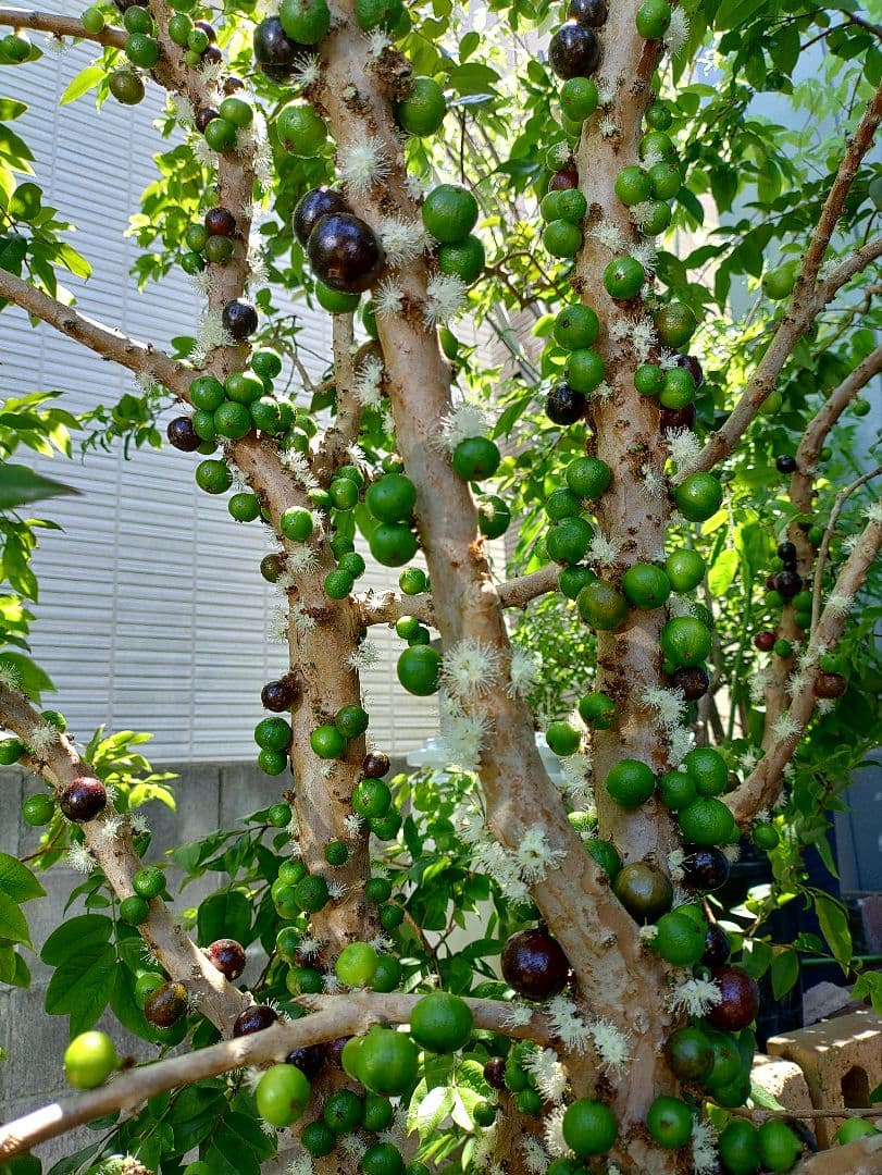 ジャボチカバ実生苗　実付 555