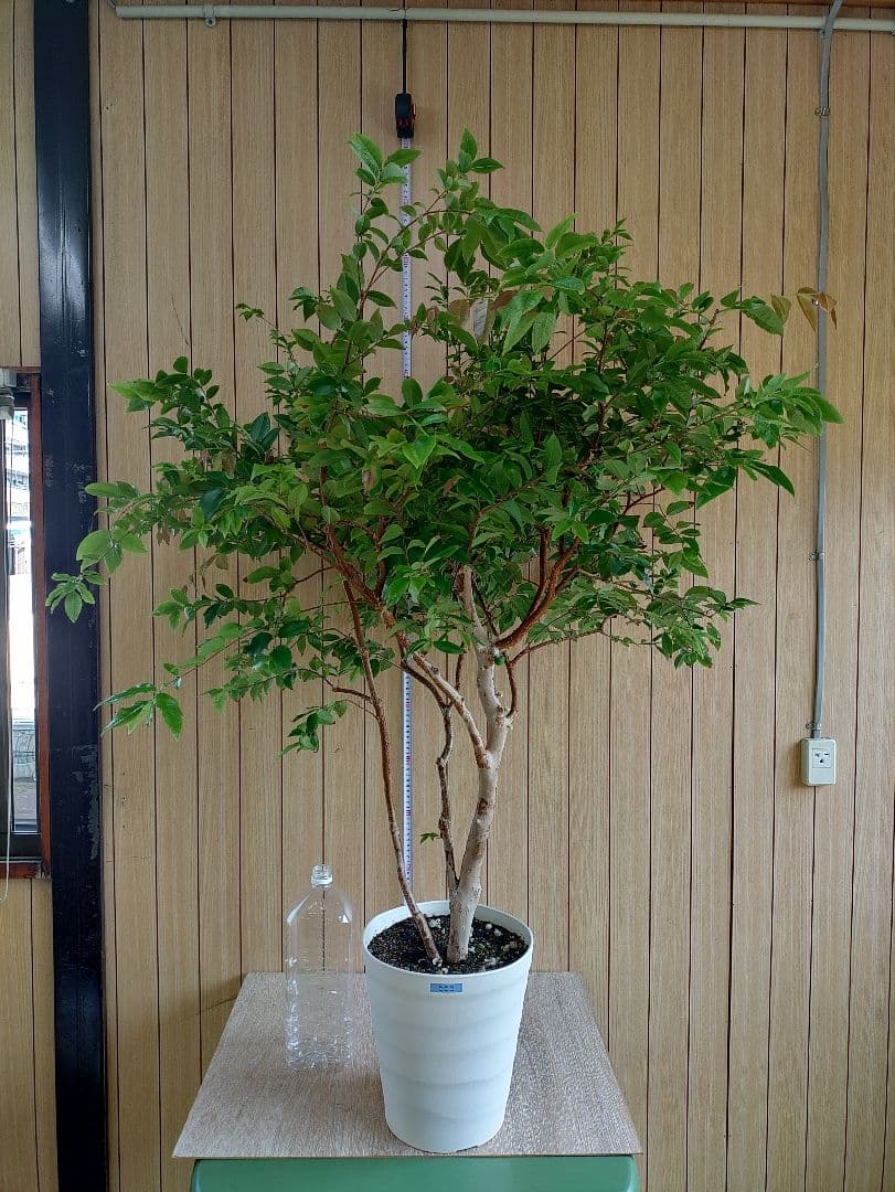 ジャボチカバ実生苗　実付 555