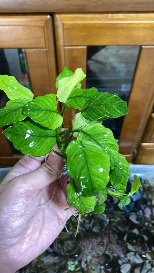 アヌビアス・バルテリー “ブロードホワイト.日本にはこのサイズの株は一つだけです